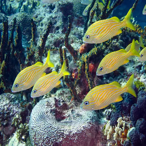 Yellow House Reef Cozumel Dive Site dive site in Cozumel, Mexico — underwater reef photo — gallery photo