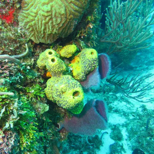 Yucab Reef Cozumel Dive Site dive site in Cozumel, Mexico — underwater reef photo — gallery photo