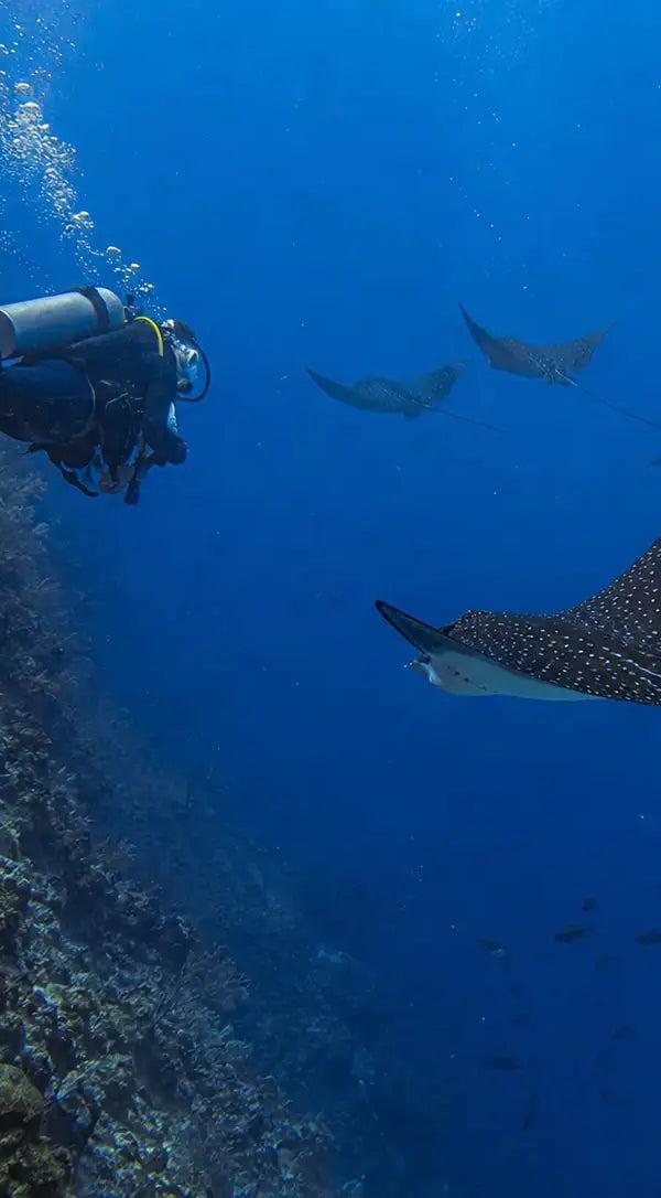A spotted eagle ray crossing open water off a Cozumel wall, white spots on a dark back