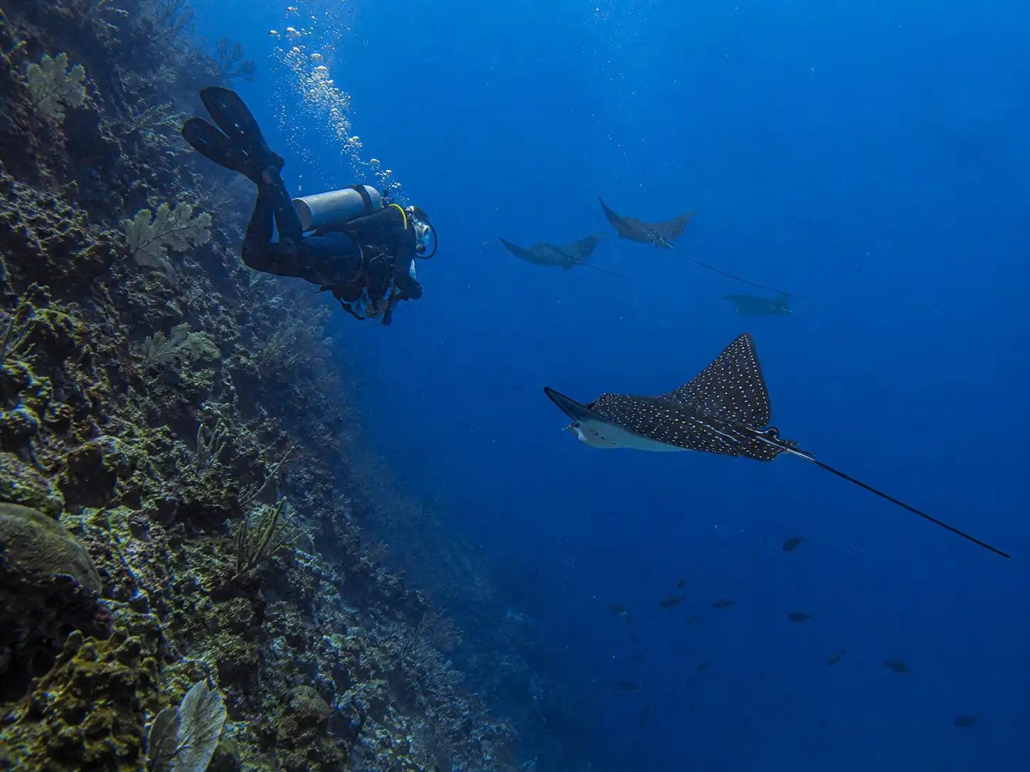 A spotted eagle ray crossing open water off a Cozumel wall, white spots on a dark back