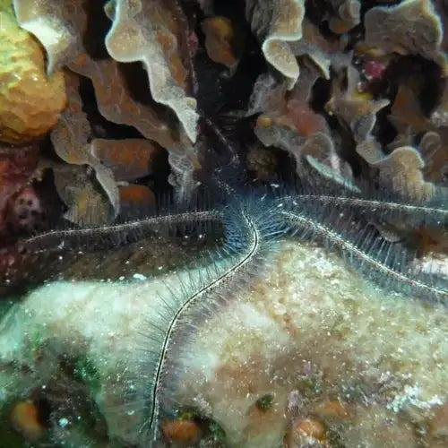 A delicate, translucent blue sea lily with feathery arms extends gracefully over a textured coral reef
