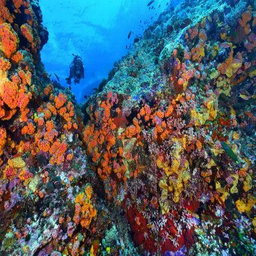 A diver in a black wetsuit explores a vibrant underwater coral reef teeming with orange, yellow, and red corals