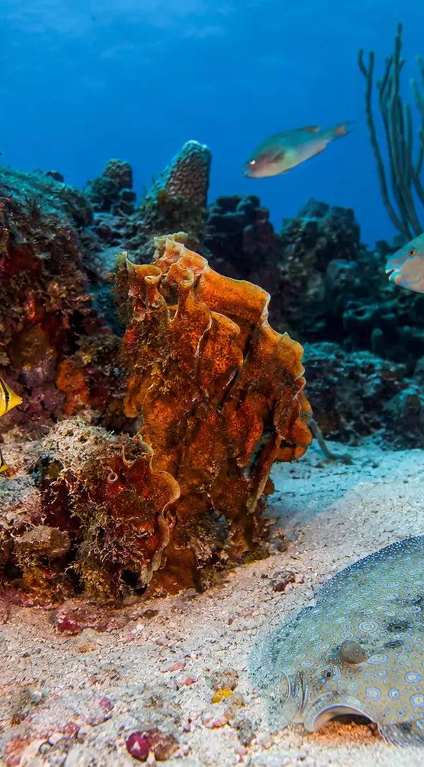 A southern stingray resting on the sand flats off Cozumel