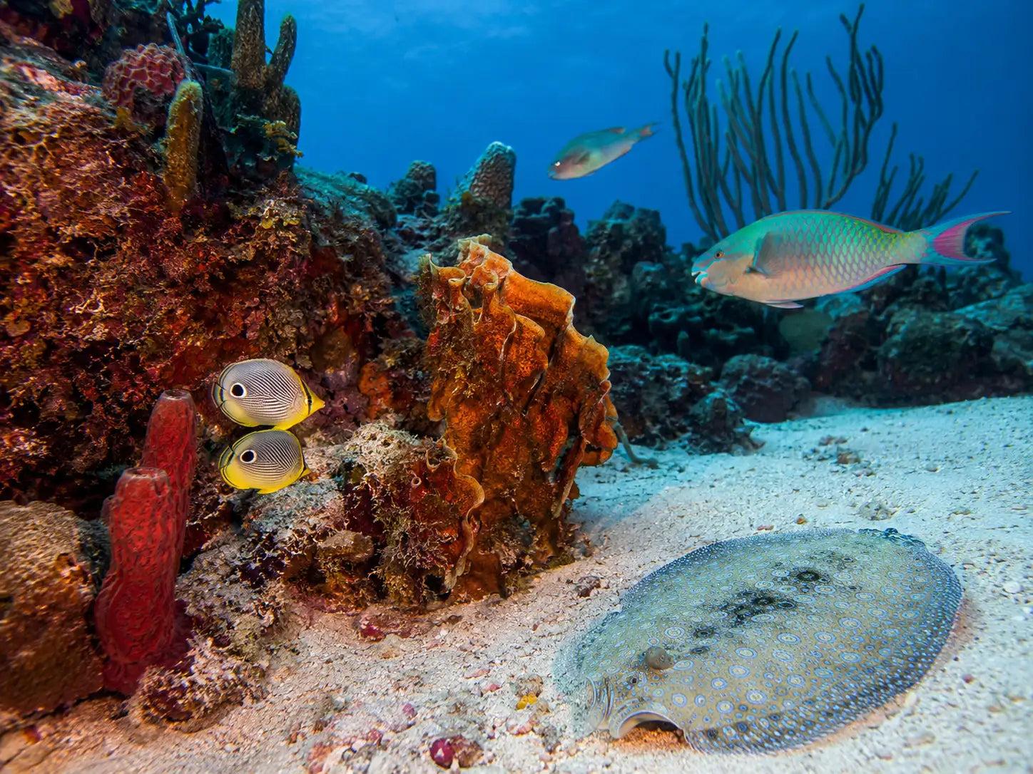 A southern stingray resting on the sand flats off Cozumel