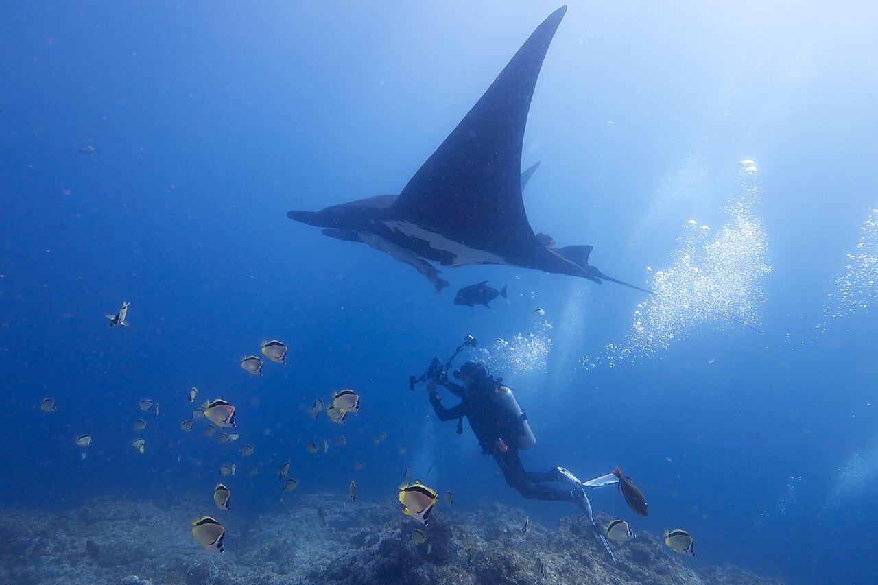 A giant oceanic manta ray glides through open blue water above a scuba diver releasing bubbles, off Socorro Island, Mexico
