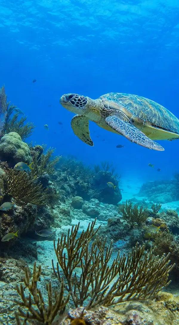 A green turtle swimming over the shallows off Cozumel