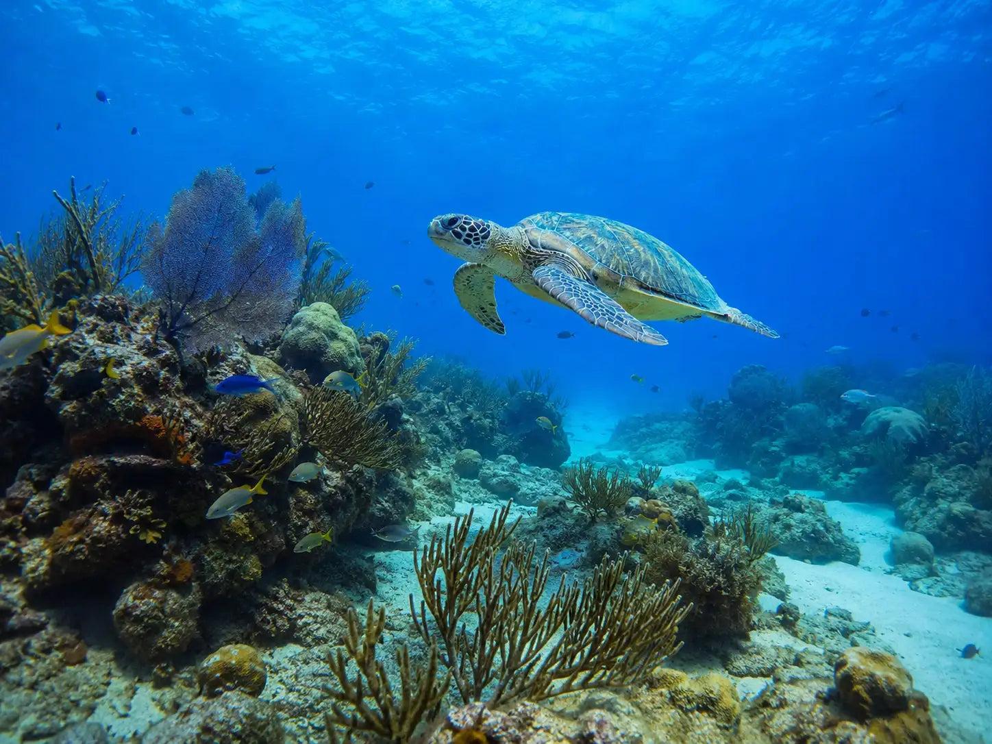 A green turtle swimming over the shallows off Cozumel