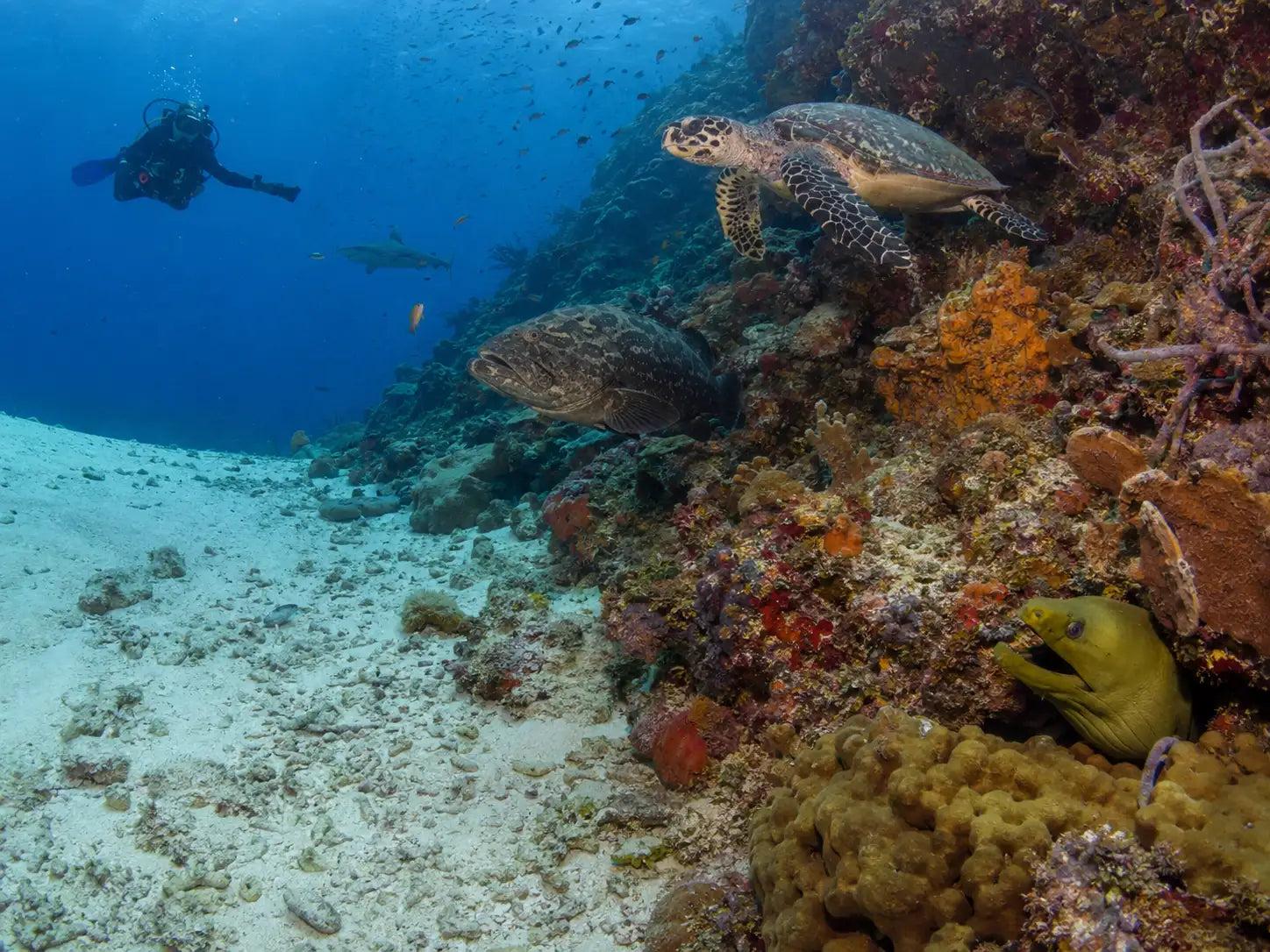 A green moray eel with its head protruding from a coral crevice on a Cozumel reef