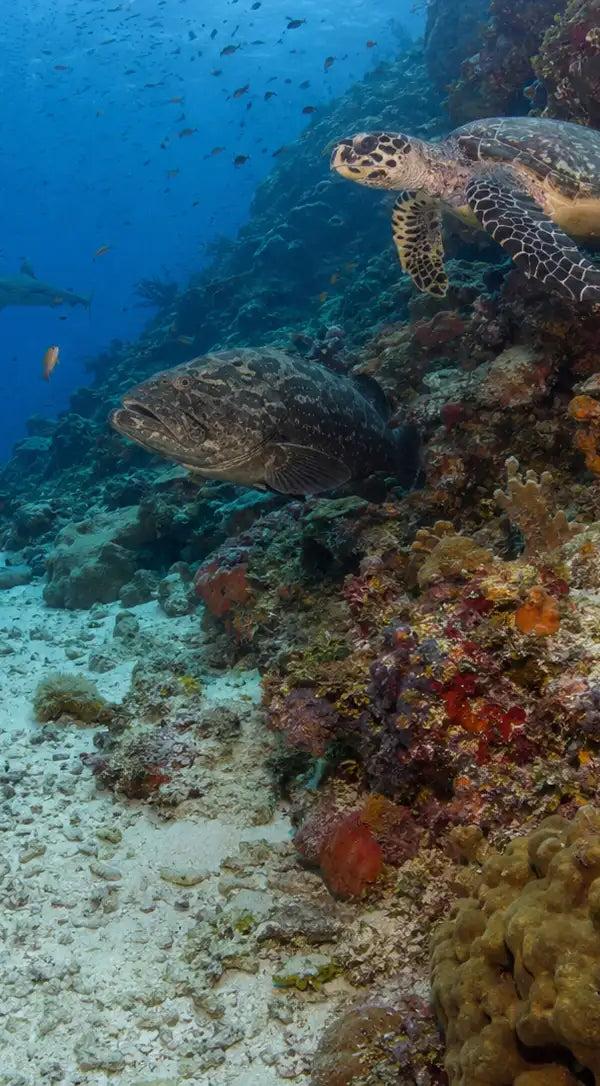 A green moray eel with its head protruding from a coral crevice on a Cozumel reef