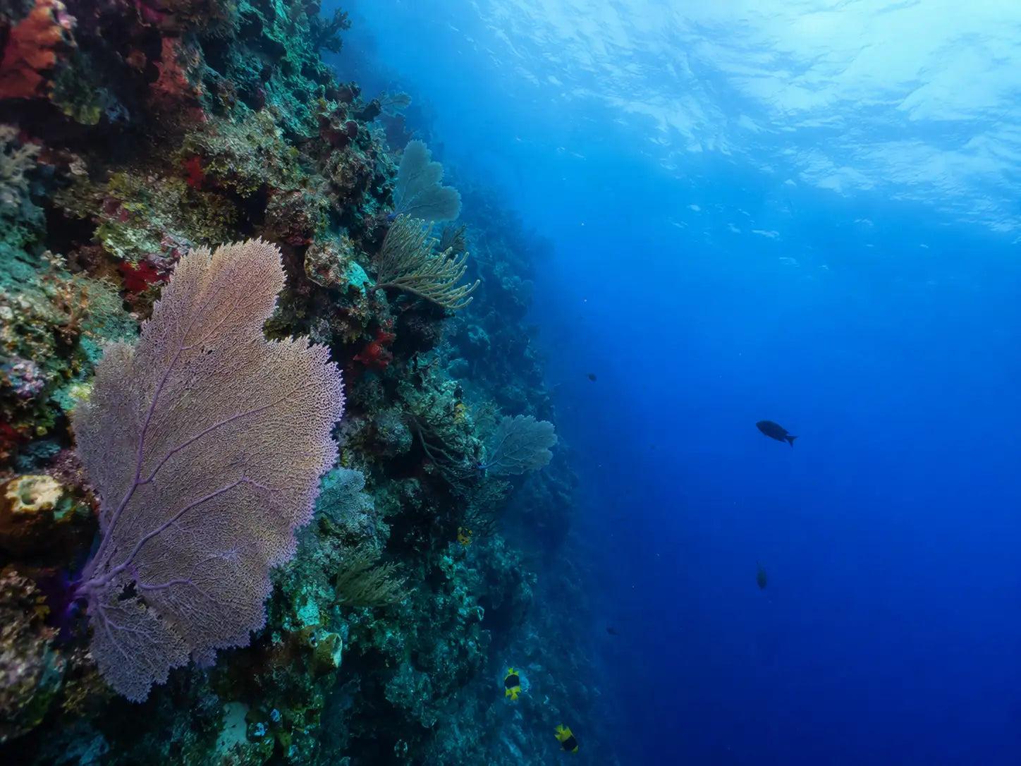 A purple sea fan oriented across the current on a Cozumel reef