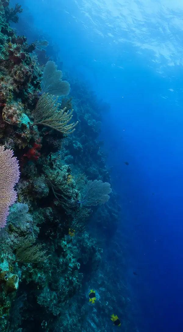 A purple sea fan oriented across the current on a Cozumel reef