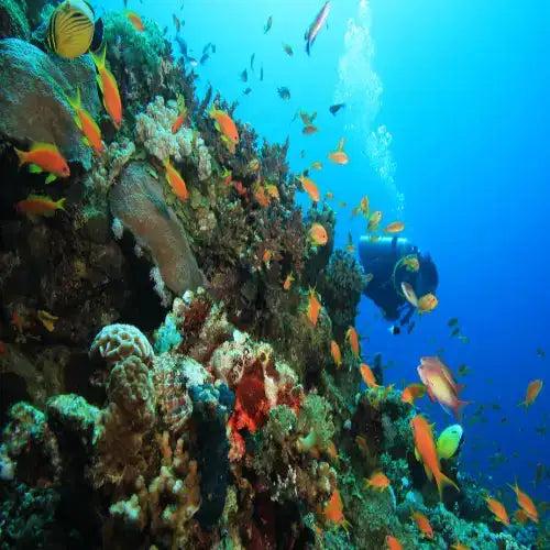 A scuba diver in black gear explores a vibrant coral reef teeming with orange and yellow fish