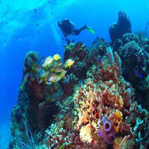 A scuba diver in black gear with yellow fins glides through vibrant, colorful coral reefs teeming with marine life