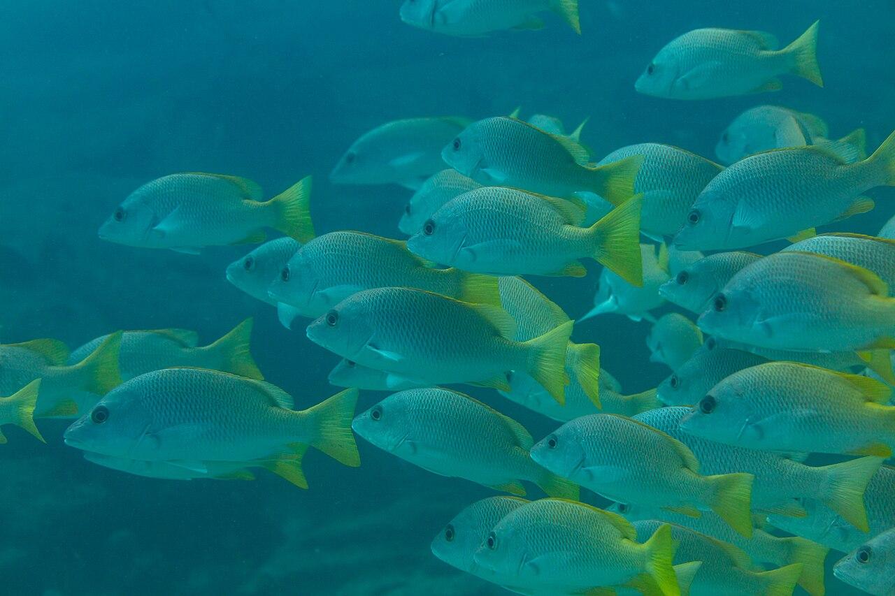 A tight school of yellow snapper swims over the reef at Cabo Pulmo National Park in Mexico's Sea of Cortez