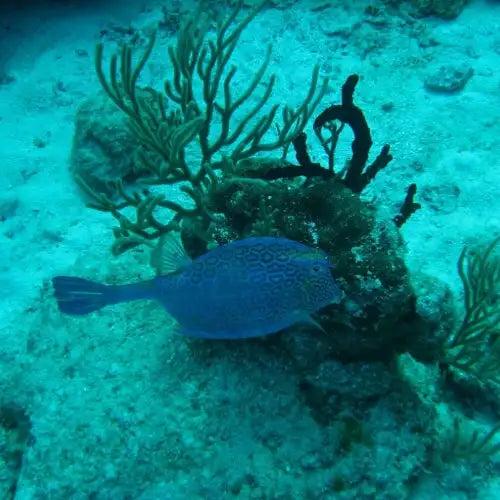 A vibrant blue fish with a patterned body swims near coral formations