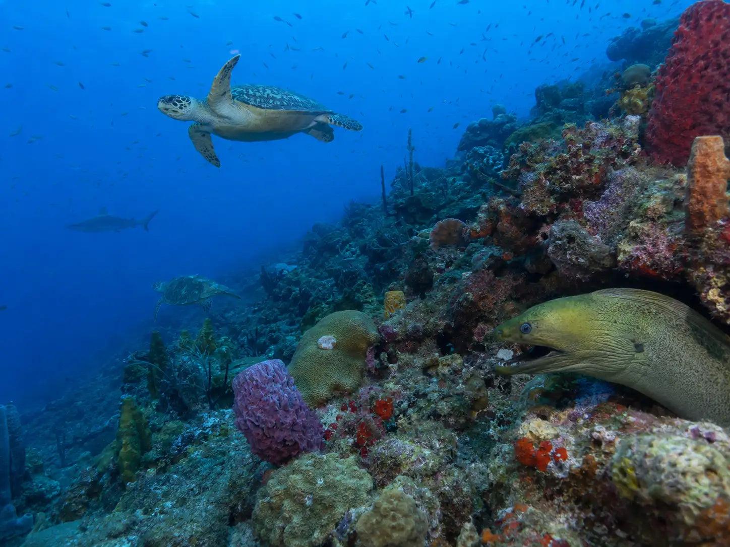 Shallow reef and turquoise water at a Cozumel beach club