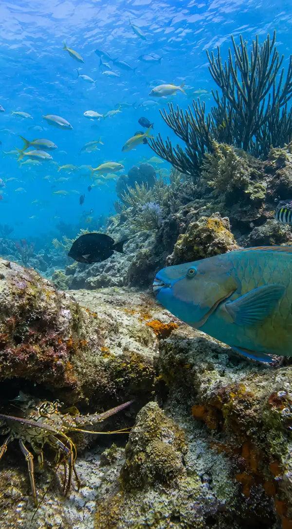 A terminal-phase stoplight parrotfish grazing coral rock in Cozumel, green with a yellow tail