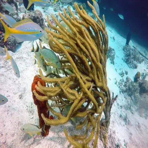 A vibrant yellow branching coral with a textured, tree-like structure stands prominently on the ocean floor