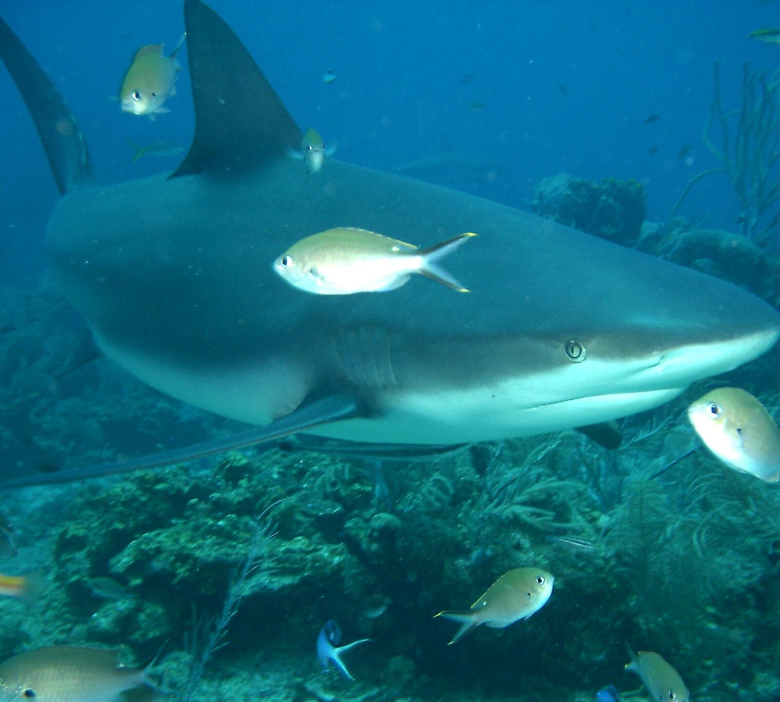 Caribbean reef shark (Carcharhinus perezi) over the reef — photo by William Eburn, CC BY 2.5, via Wikimedia Commons