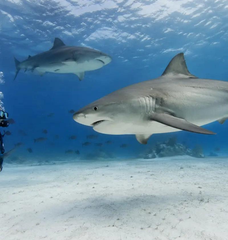 Bull Shark Diving Cozumel