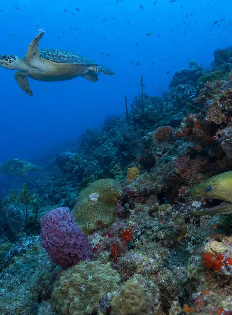 Casa Blanca Cozumel: Complete Dive Site Guide