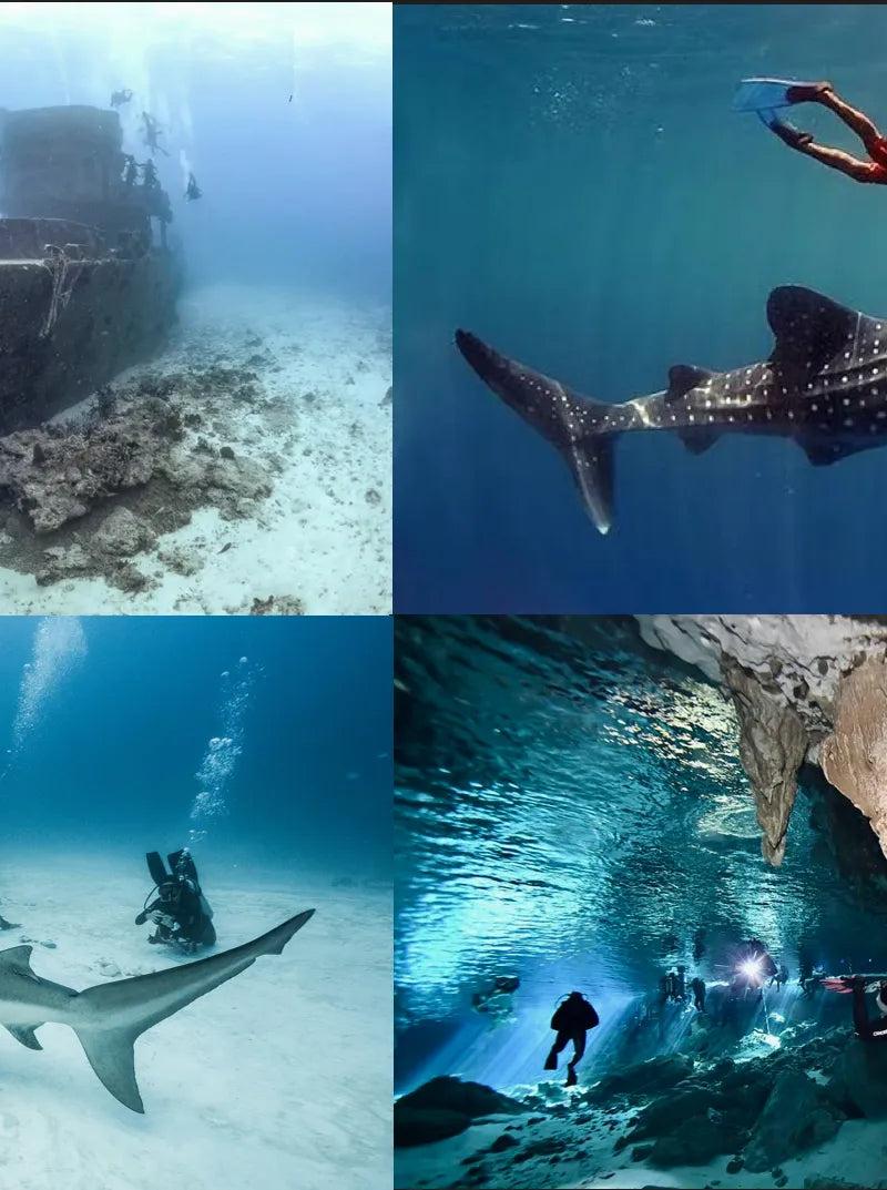 Whale Shark Tour Cozumel: What Divers Need to Know