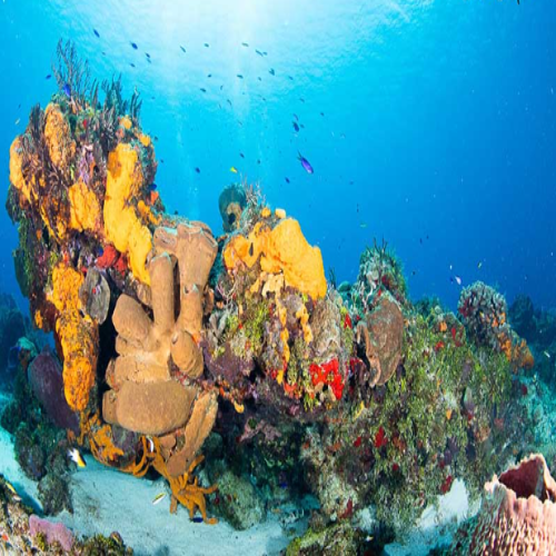 Sponge and coral growth on a Cozumel reef