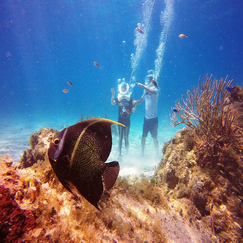 French angelfish over the reef, Cozumel