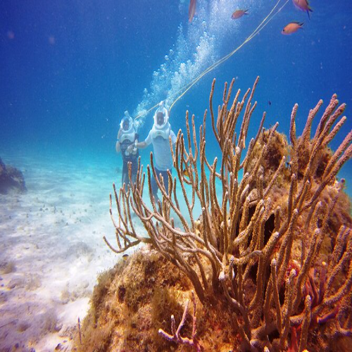 Gorgonian sea rods on a Cozumel reef