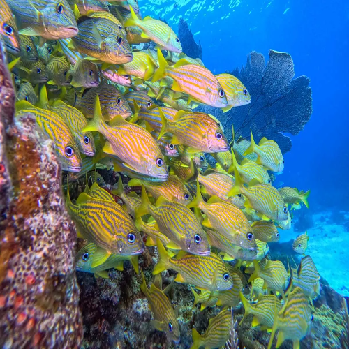 Schooling grunts on a Caribbean reef