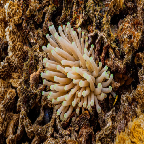 Giant anemone on a Cozumel reef