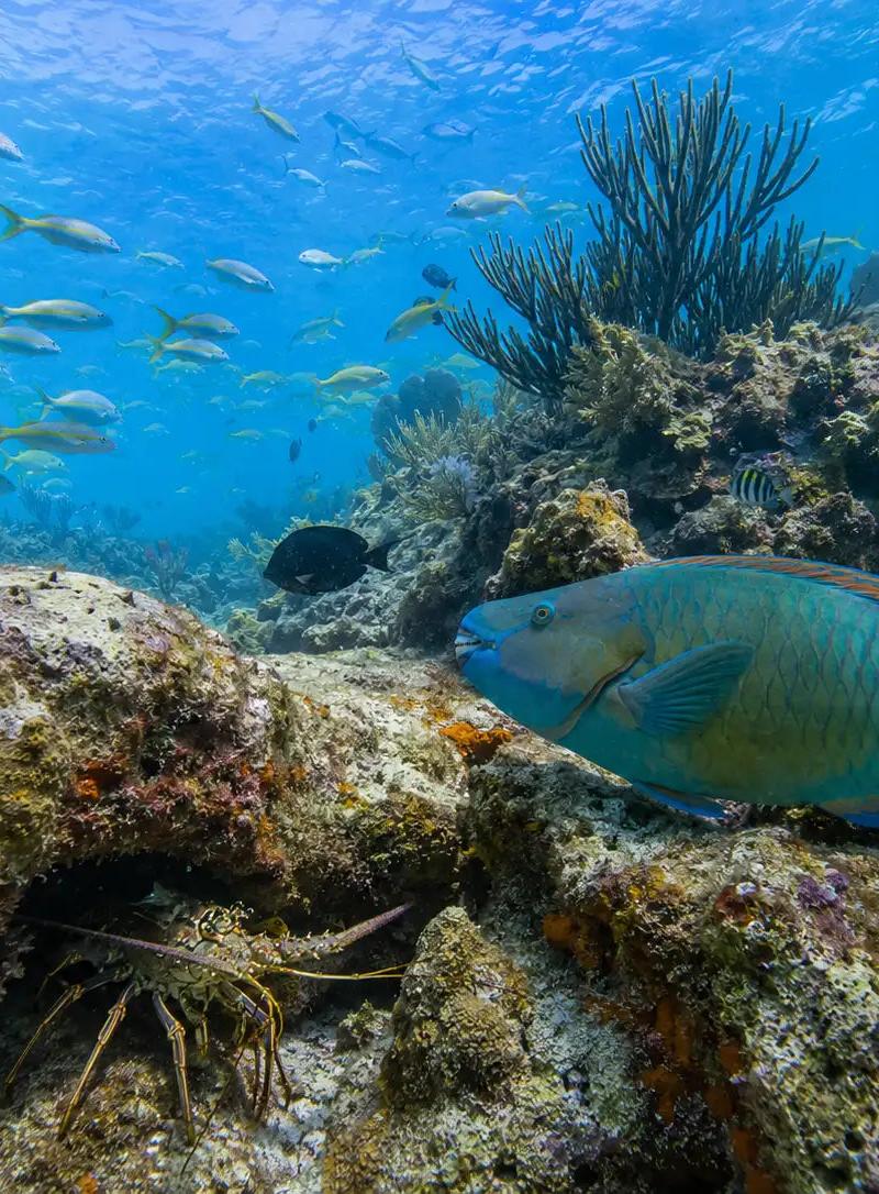 Chankanaab Reef Dive Site – Cozumel