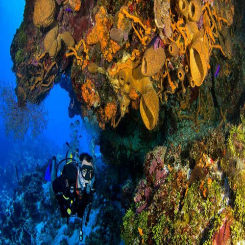 Diver passing a sponge-covered overhang, Cozumel