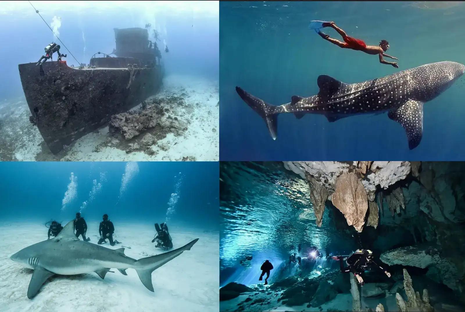 Bull sharks, wrecks and marine life — Cozumel dive specials
