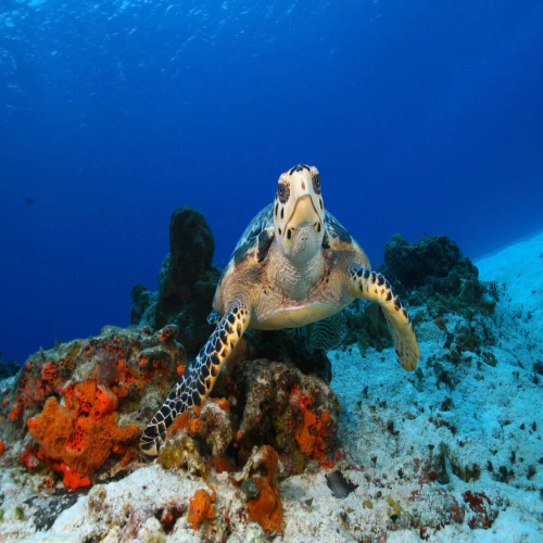 Hawksbill turtle on a Cozumel reef