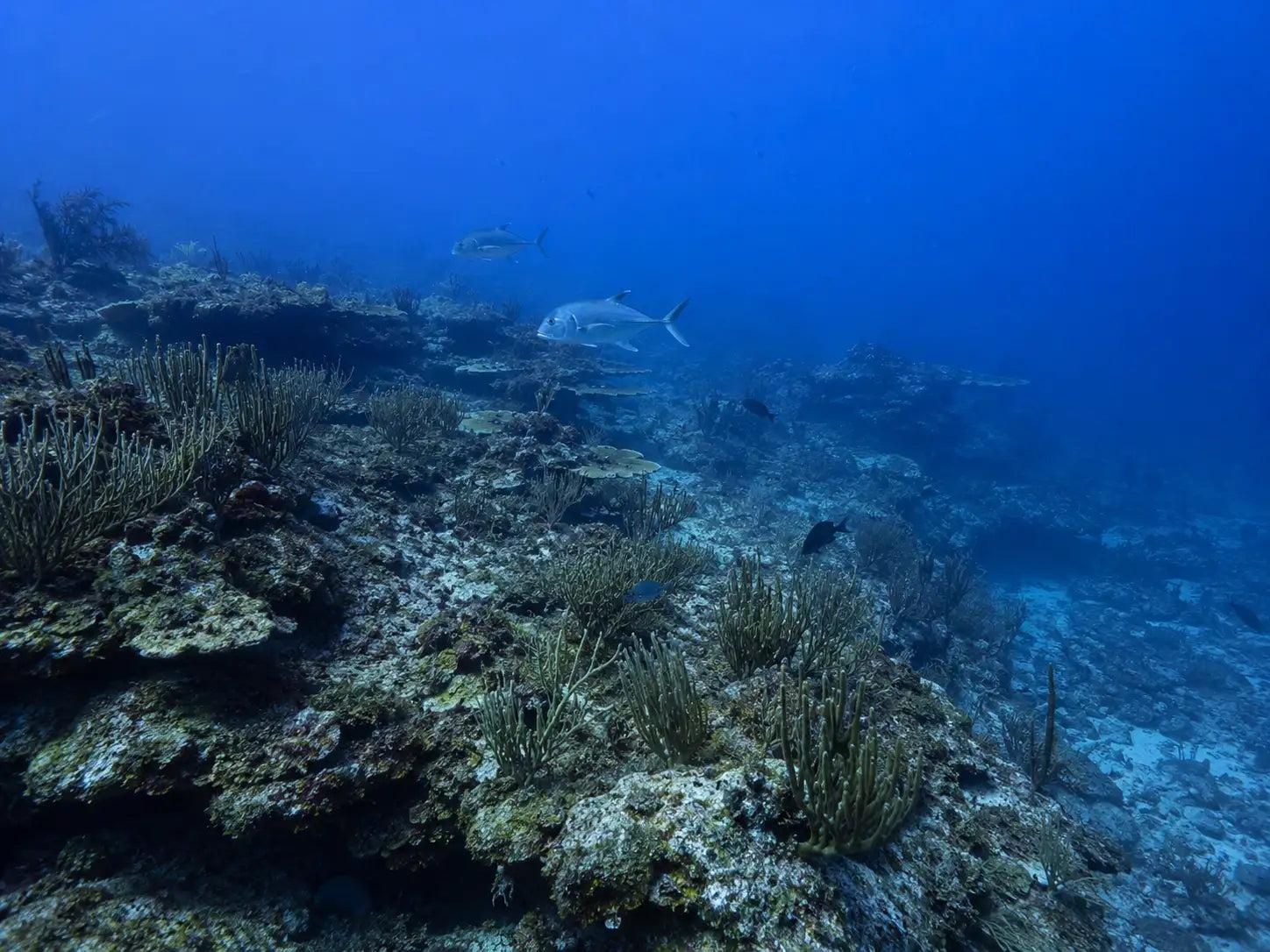 Coral Princess Reef Cozumel: Complete Dive Site Guide dive site in Cozumel, Mexico — underwater reef photo