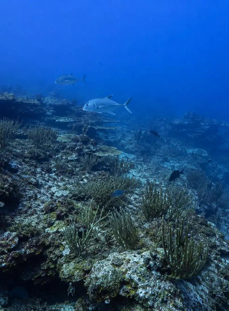 Coral Princess Reef Cozumel: Complete Dive Site Guide
