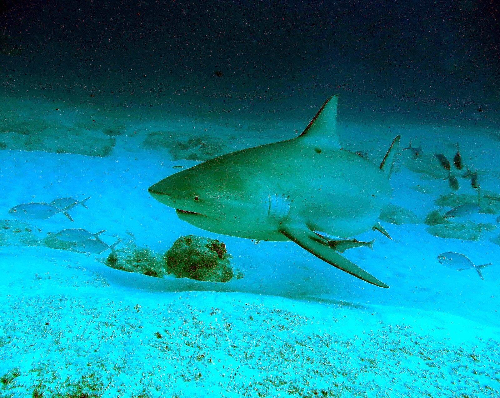 Bull shark (Carcharhinus leucas) close to the bottom — photo by Jerome Paillet, IFREMER, CC BY 4.0, via Wikimedia Commons