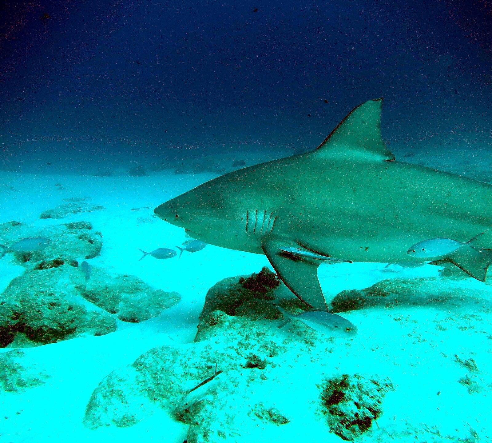 Bull shark (Carcharhinus leucas) cruising over sand — photo by Jerome Paillet, IFREMER, CC BY 4.0, via Wikimedia Commons