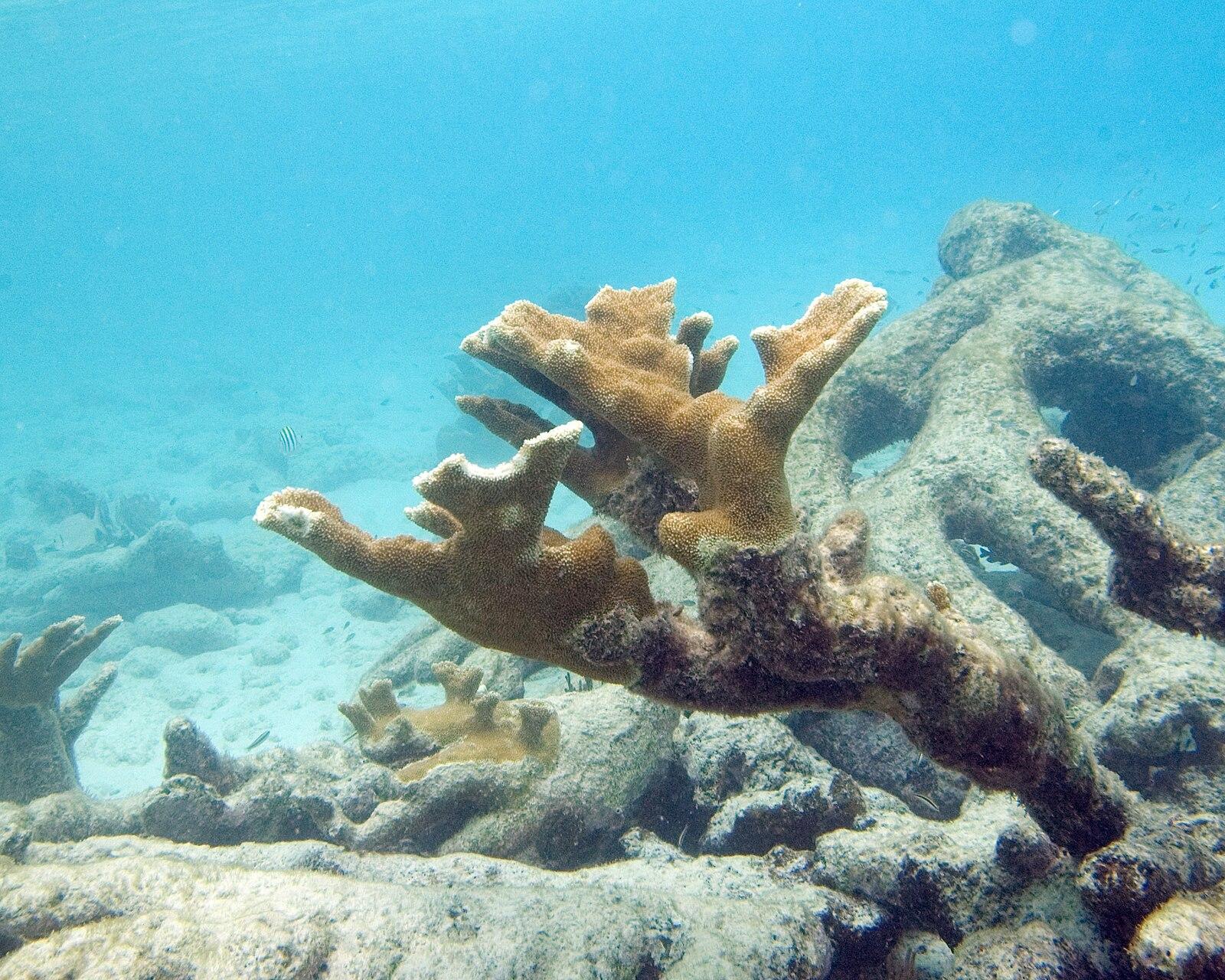 Elkhorn coral (Acropora palmata), a threatened Caribbean reef-builder — photo by Paul Asman and Jill Lenoble, CC BY 2.0, via Wikimedia Commons