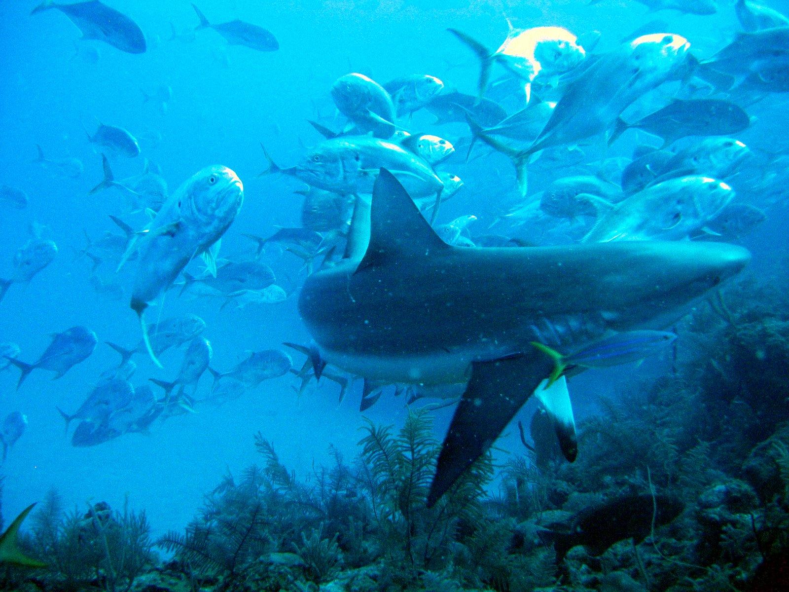 Caribbean reef shark (Carcharhinus perezi) among jacks — photo by Andrejs Jegorovs, CC BY-SA 3.0, via Wikimedia Commons