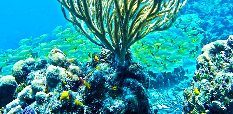 Cozumel Snorkel
