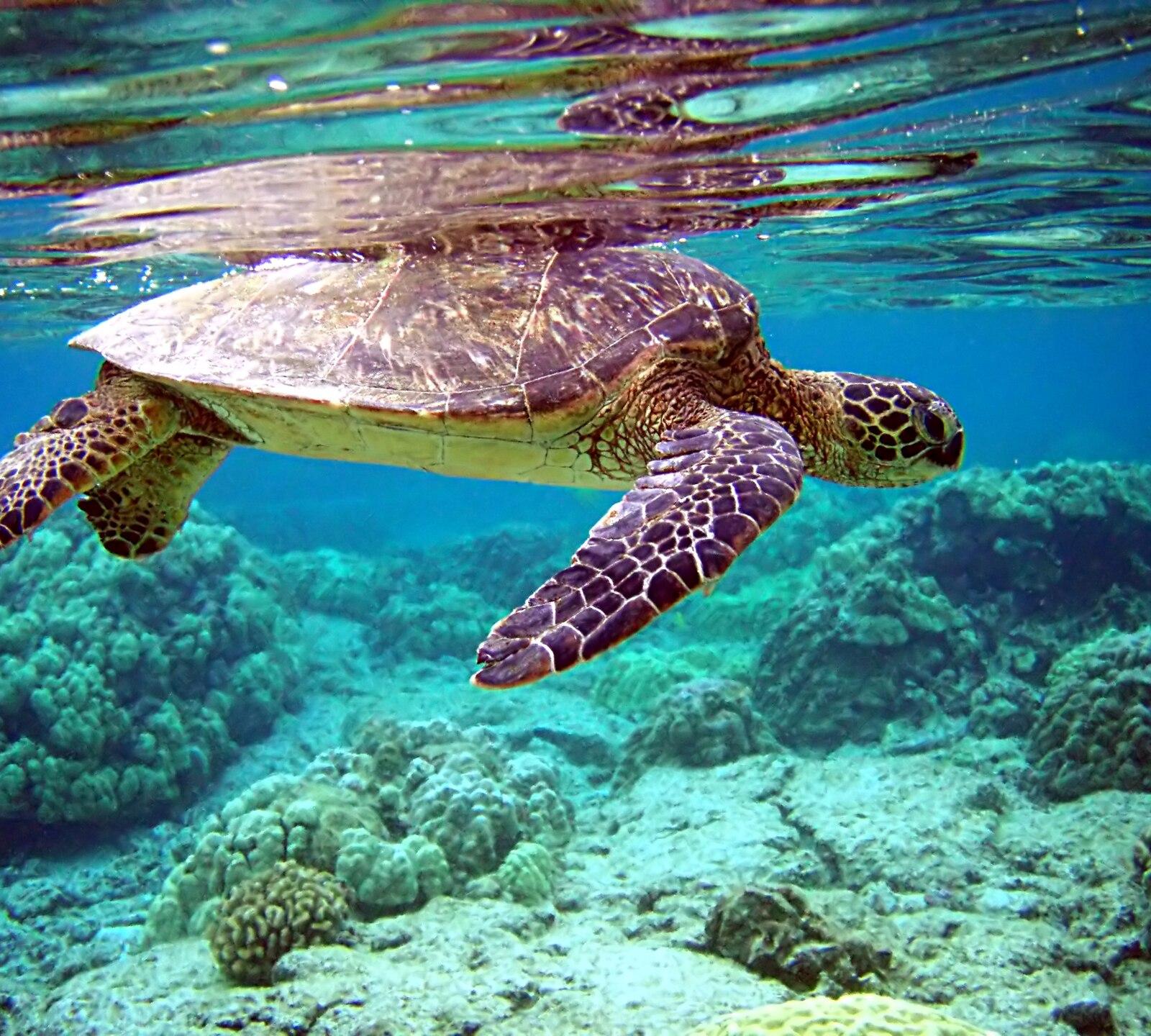 Green turtle (Chelonia mydas) at the surface — photo by Brocken Inaglory, CC BY-SA 4.0, via Wikimedia Commons