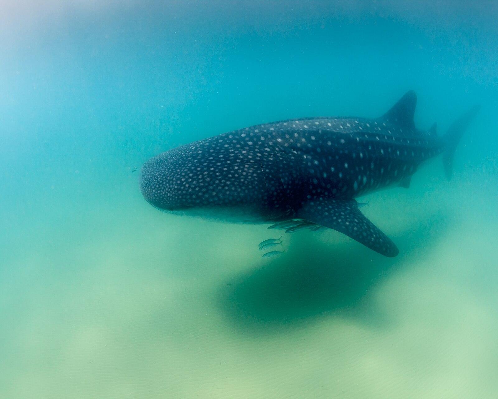 Whale shark (Rhincodon typus) filter feeding near the surface — photo by Feefiona123, CC BY-SA 4.0, via Wikimedia Commons