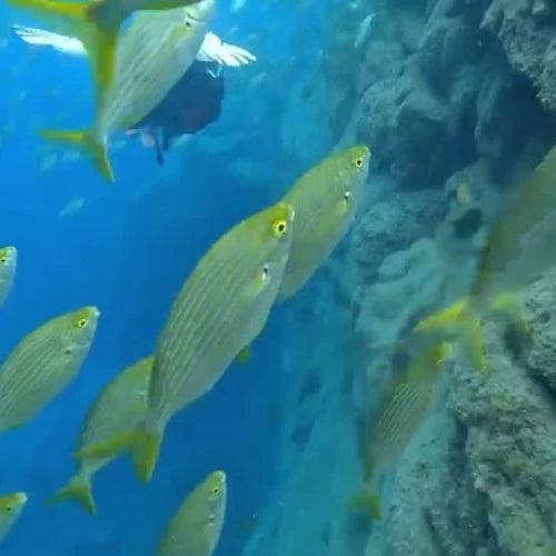 El Mirador Reef Cozumel Dive Site