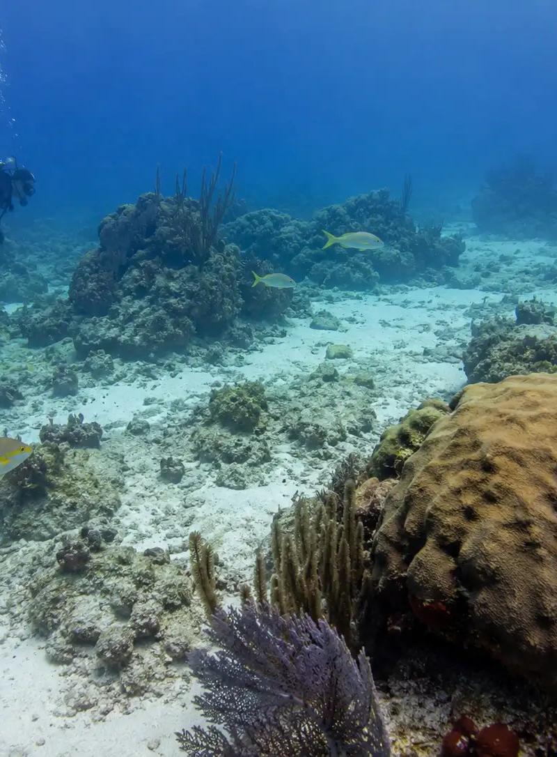 El Presidente Cozumel: Complete Dive Site Guide