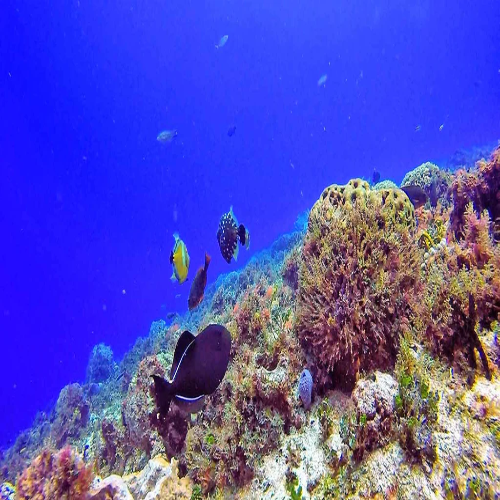 Reef slope dropping into blue water, Cozumel