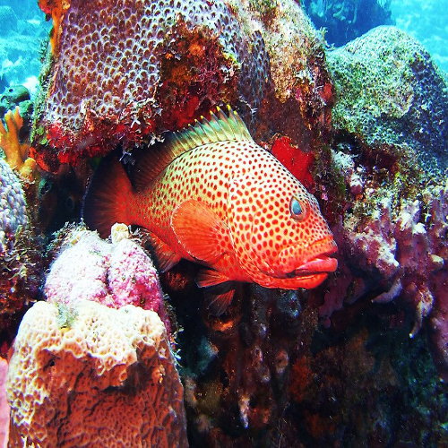 Grouper resting under the reef, Cozumel