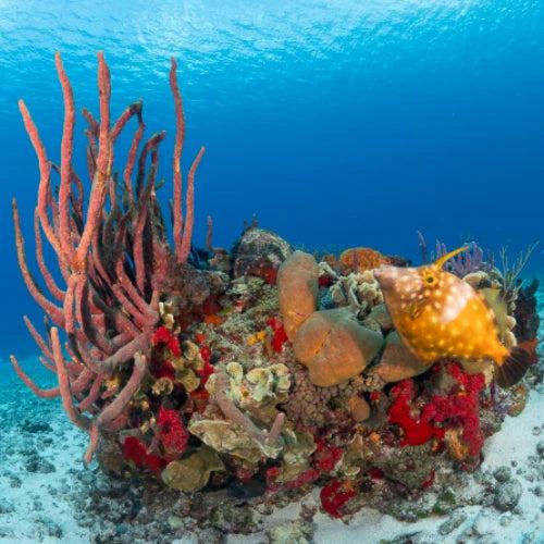 Las Palmas — underwater reef photo, Cozumel