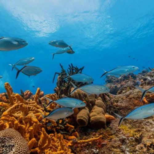 Las Palmas — underwater reef photo, Cozumel